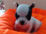 Fransız Bulldog Bebeklerimiz Yeni Ailelerini Bekliyor