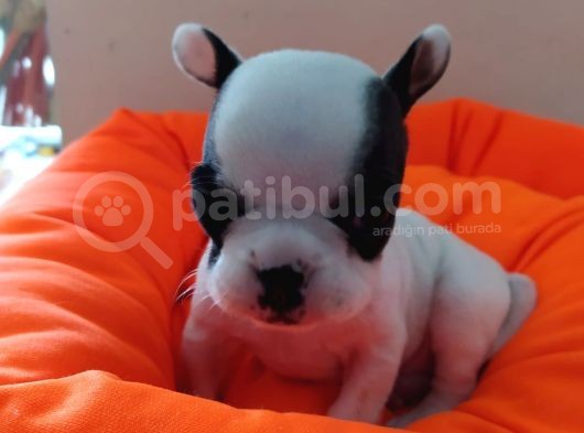 Fransız Bulldog Bebeklerimiz Yeni Ailelerini Bekliyor