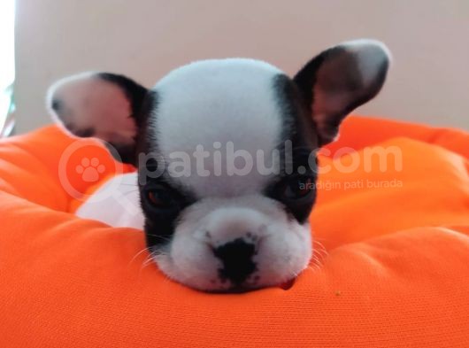 Fransız Bulldog Bebeklerimiz Yeni Ailelerini Bekliyor görsel