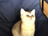 Safkan Bri̇ti̇sh Shorthai̇r Si̇lver Di̇şi̇