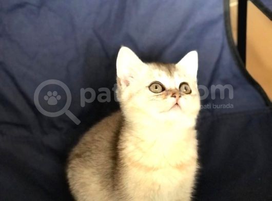 Safkan Bri̇ti̇sh Shorthai̇r Si̇lver Di̇şi̇ görsel