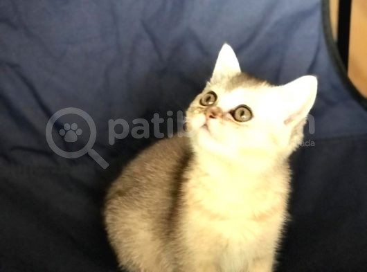 Safkan Bri̇ti̇sh Shorthai̇r Si̇lver Di̇şi̇ görsel