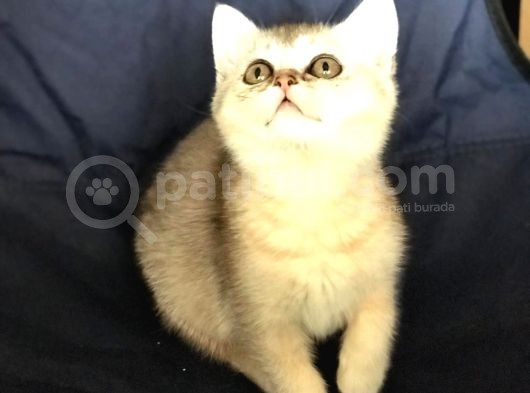 Safkan Bri̇ti̇sh Shorthai̇r Si̇lver Di̇şi̇