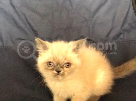 Bri̇ti̇sh Shorthai̇r Blue Poi̇nt Di̇şi̇ Ve Erkek görsel