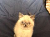 Bri̇ti̇sh Shorthai̇r Blue Poi̇nt Di̇şi̇ Ve Erkek