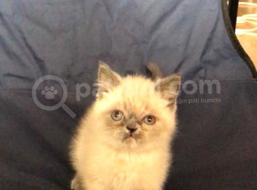 Bri̇ti̇sh Shorthai̇r Blue Poi̇nt Di̇şi̇ Ve Erkek