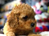 2 Aylık Erkek Red Toy Poodle