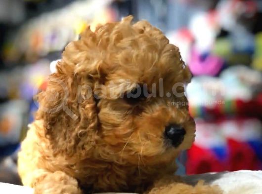 2 Aylık Erkek Red Toy Poodle görsel