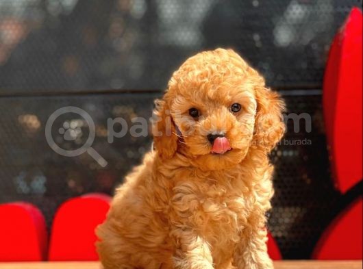 Apri̇cot Toy Poodle Bebekler görsel