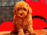 Red Brown Toy Poodle Bebekler