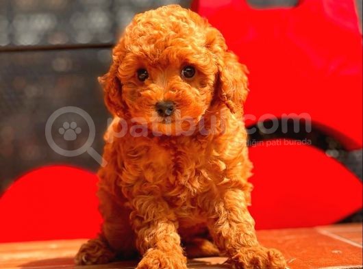 Red Brown Toy Poodle Bebekler