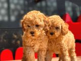 Apri̇cot Toy Poodle Bebekler