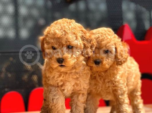 Apri̇cot Toy Poodle Bebekler