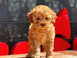 Apri̇cot Toy Poodle Bebekler