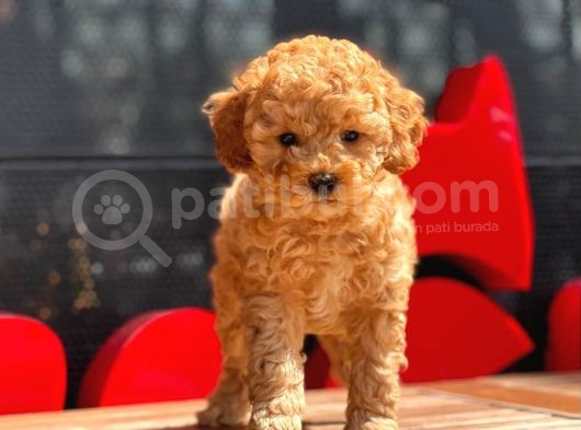 Apri̇cot Toy Poodle Bebekler görsel