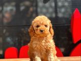 Apri̇cot Toy Poodle Bebekler