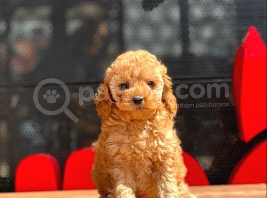 Apri̇cot Toy Poodle Bebekler görsel