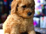 2 Aylık Erkek Red Toy Poodle