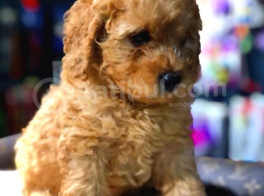 2 Aylık Erkek Red Toy Poodle görsel