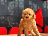 Apri̇cot Toy Poodle Bebekler