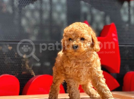Apri̇cot Toy Poodle Bebekler görsel