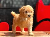 Mi̇ni̇ Boy Toy Poodle Bebekler