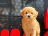 Mi̇ni̇ Boy Toy Poodle Bebekler