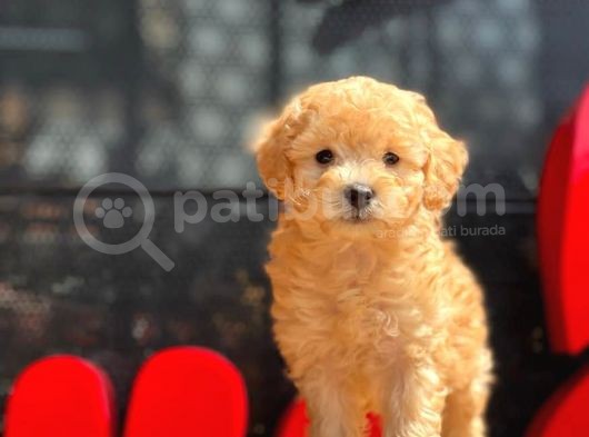 Mi̇ni̇ Boy Toy Poodle Bebekler görsel