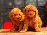 Red Brown Toy Poodle Bebekler