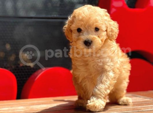 Mi̇ni̇ Boy Toy Poodle Bebekler görsel