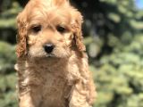 Dizayn Irk Cockapoo Yavrumuz