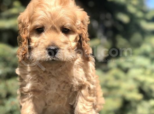 Dizayn Irk Cockapoo Yavrumuz