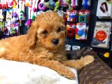 2 Aylık Erkek Red Toy Poodle