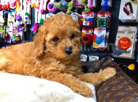 2 Aylık Erkek Red Toy Poodle
