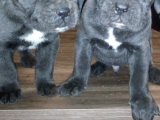 Dev İtalyan Masti̇ff Cane Corso Yavrular