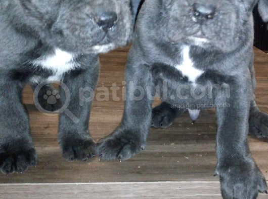 Dev İtalyan Masti̇ff Cane Corso Yavrular