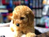 2 Aylık Erkek Red Toy Poodle