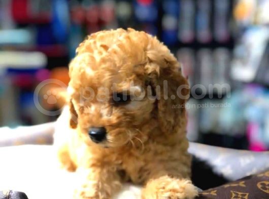 2 Aylık Erkek Red Toy Poodle görsel