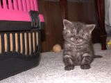 Yavru Kedimiz British Shorthair