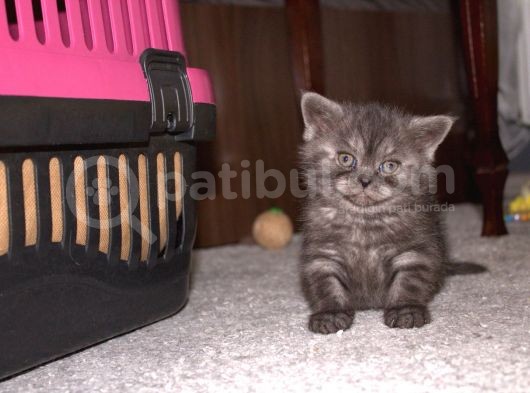 Yavru Kedimiz British Shorthair görsel