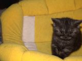 Yavru Kedimiz British Shorthair