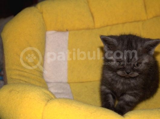 Yavru Kedimiz British Shorthair görsel