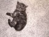 Yavru Kedimiz British Shorthair