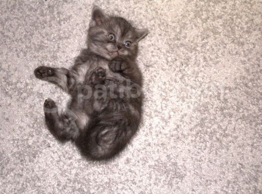 Yavru Kedimiz British Shorthair