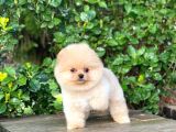 En Tatlı Irk Pomeranian Boo Orijinal