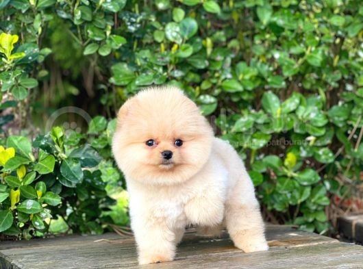 En Tatlı Irk Pomeranian Boo Orijinal görsel