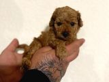 Toy Poodle