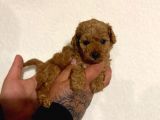 Toy Poodle