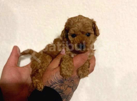 Toy Poodle görsel