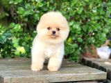 En Tatlı Irk Pomeranian Boo Orijinal